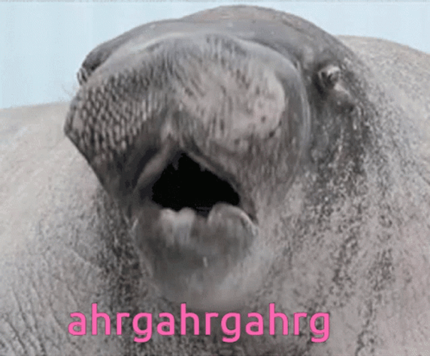 Manatee Blurting Out Noises GIF