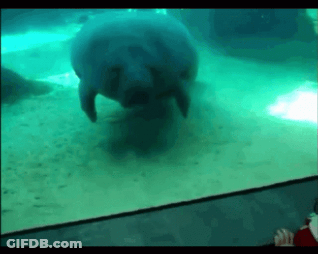 Manatee Bumping On The Glasses GIF