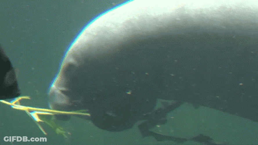 Manatee Eating Grass GIF