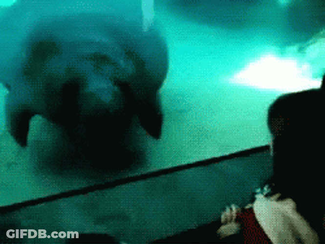 Manatee Face Bump GIF