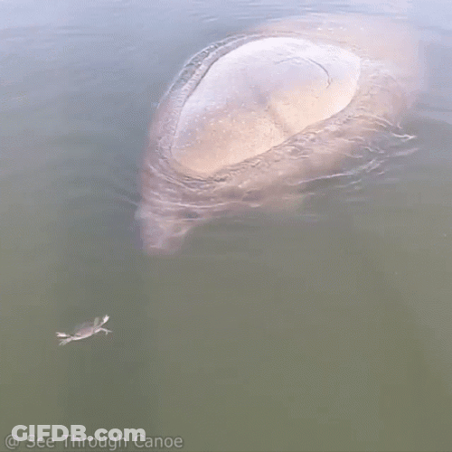 Manatee Floating Crab Swimming Beside GIF