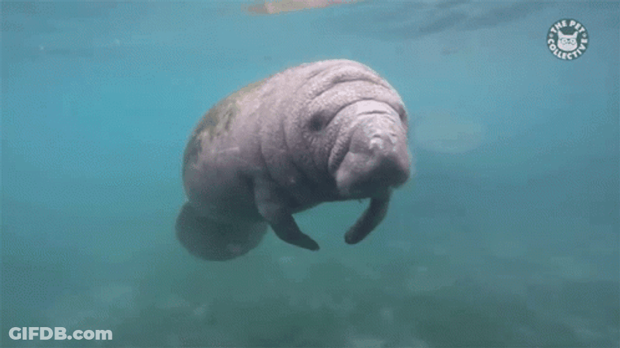 Manatee Floating In The Sea GIF
