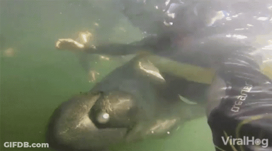 Manatee Floating Under A Swimmer GIF