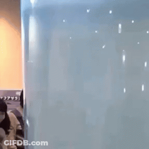 Manatee Floating Upward GIF
