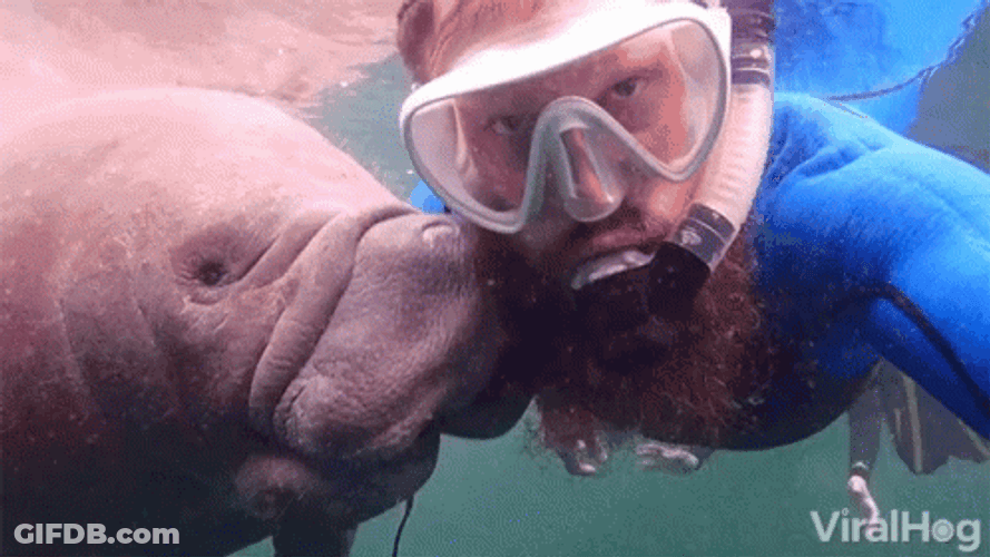 Manatee Kissing A Diver GIF