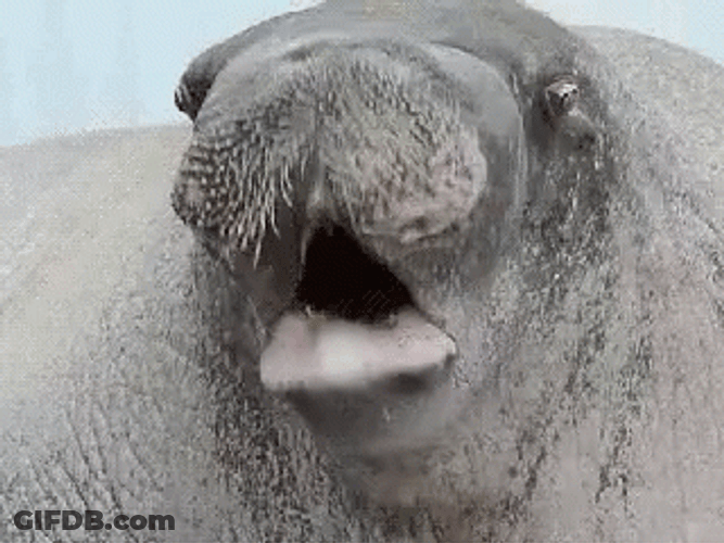 Manatee GIF