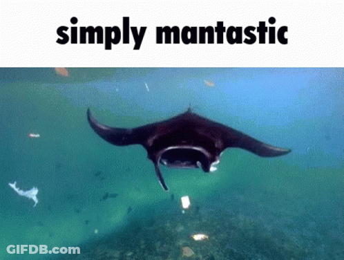 Manta Ray In Ocean Saying Simply Mantastic GIF