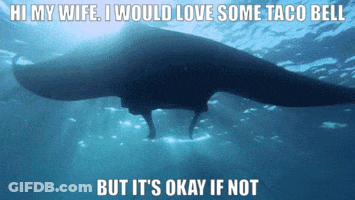 Manta Ray Saying Hi My Wife I Would Love Some Taco Bell GIF