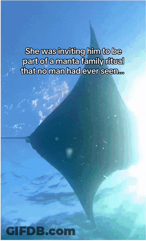 Manta Ray Saying She Was Inviting Him To Manta Family Ritual GIF