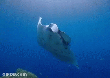 Manta Ray Swimming Near Coral Reef GIF