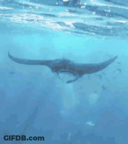 Manta Ray Swimming Near Ocean Surface GIF