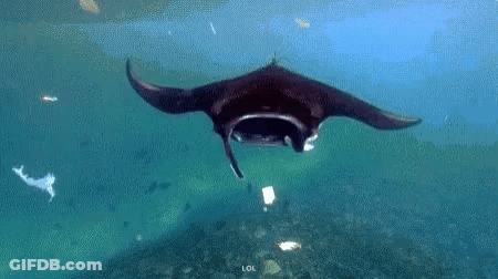 Manta Ray Swimming Near Ocean Surface GIF