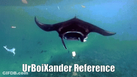 Manta Ray Swimming With Urboxander Reference GIF