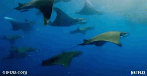 Manta Rays Swimming GIF