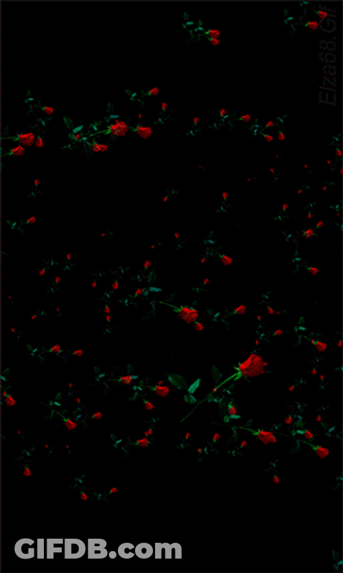 Many Rosas In The Space GIF