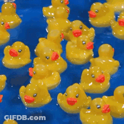 Many Yellow Rubber Ducks With Red Beaks Are Floating In A Blue Pool GIF