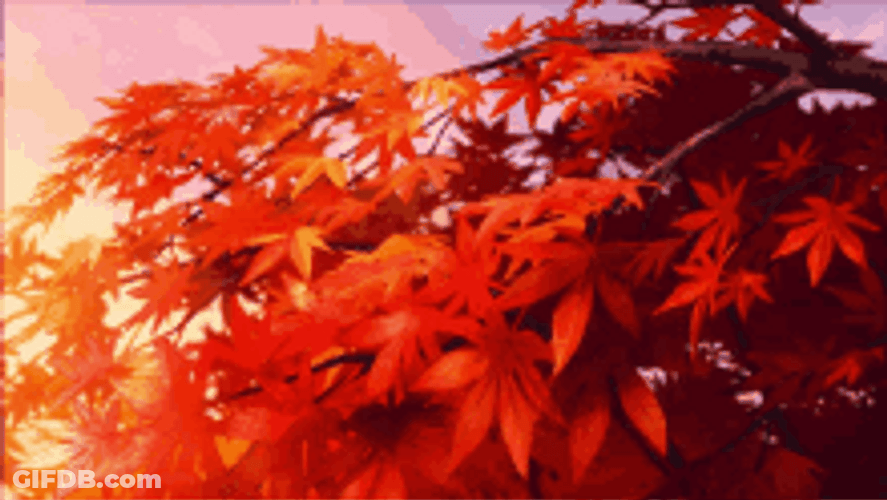 Maple Tree Dried Leaf GIF
