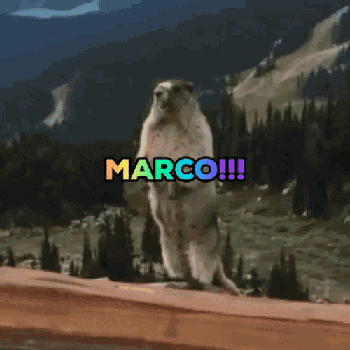 Marco Calling GIF