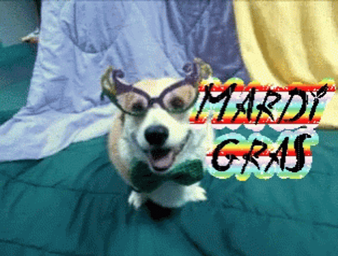Mardi Gras Beads Corgi Dog GIF