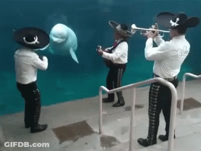 Mariachi Players Playing In Front Of Whale In Tank GIF