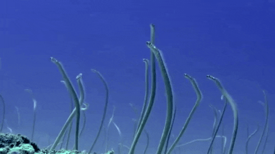 Marine Eels Moving GIF