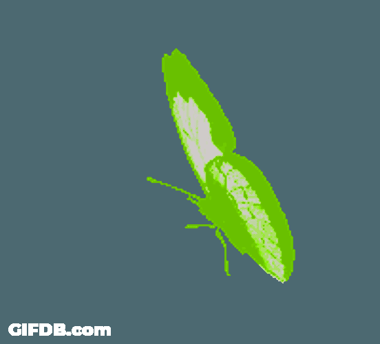 Mariposa Sticker GIF