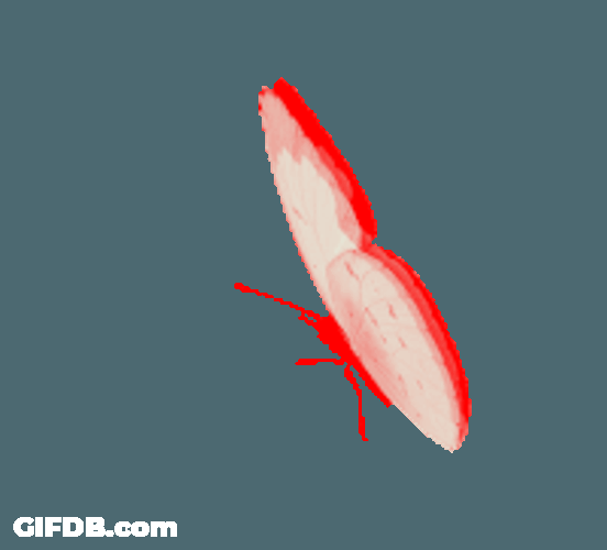 Mariposa Sticker GIF