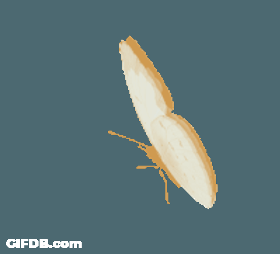 Mariposa Sticker GIF
