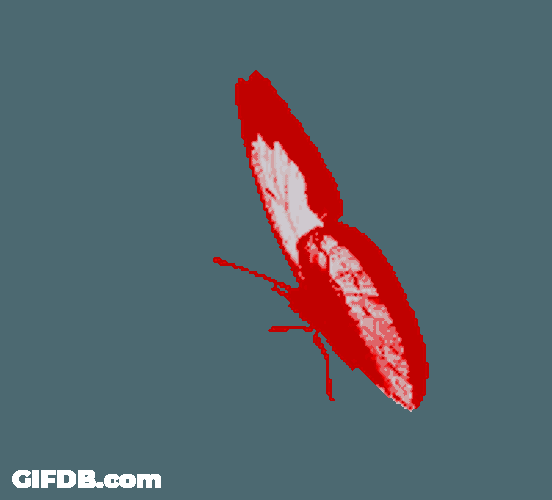 Mariposa Sticker GIF