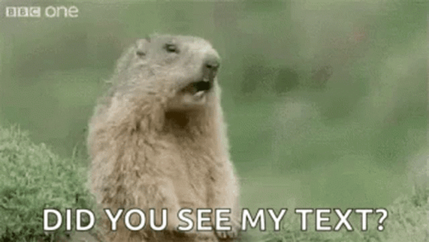 Marmot Did You See My Text Message Meme GIF