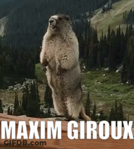 Marmot Standing On Hind Legs Maxim Giroux GIF