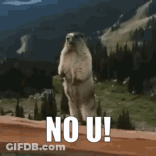 Marmot Standing On Hind Legs No U GIF