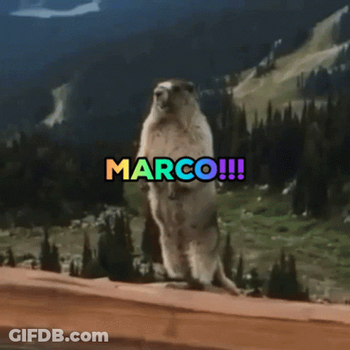 Marmot Standing On Hind Legs With Marco GIF