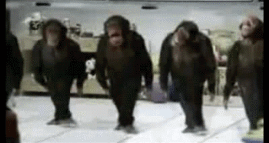 Marvelous Monkey Dance Group GIF