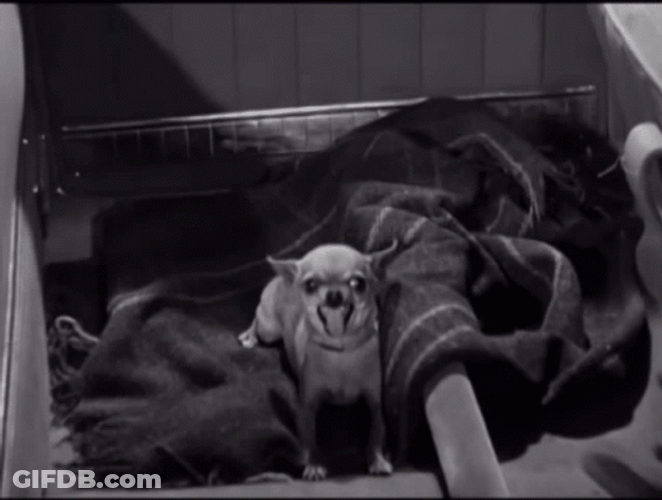 Marx Brothers Chico Versus Chihuahua GIF