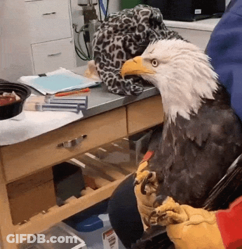 Mascot Group With One In Number 8 Jersey GIF