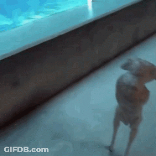 Mascot Running On Field With Tigers GIF