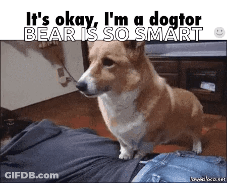 Mascot Saying Golden Bear On Blue Background GIF
