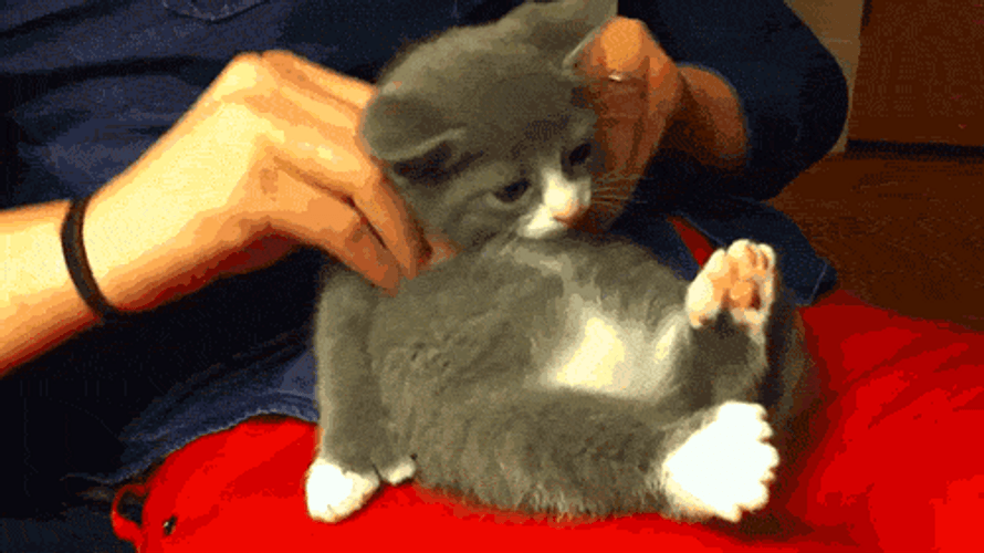 Massage Back Rub Cat GIF