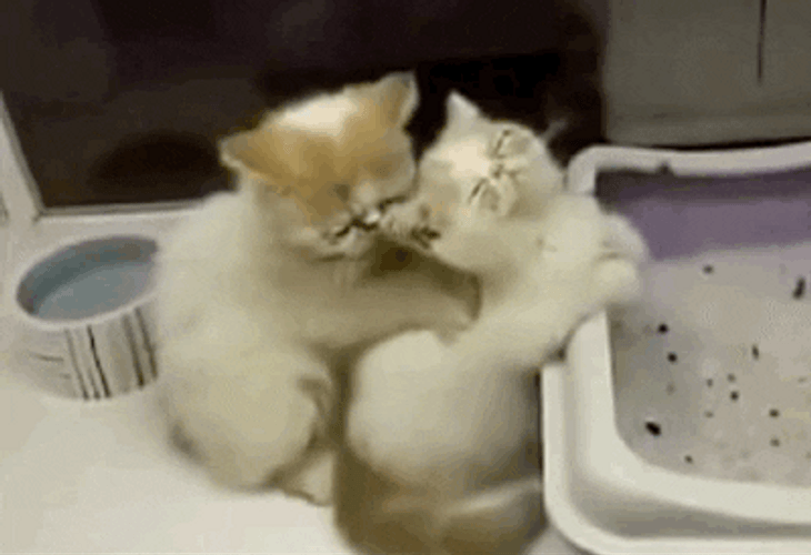 Massage Back Rub Kittens GIF