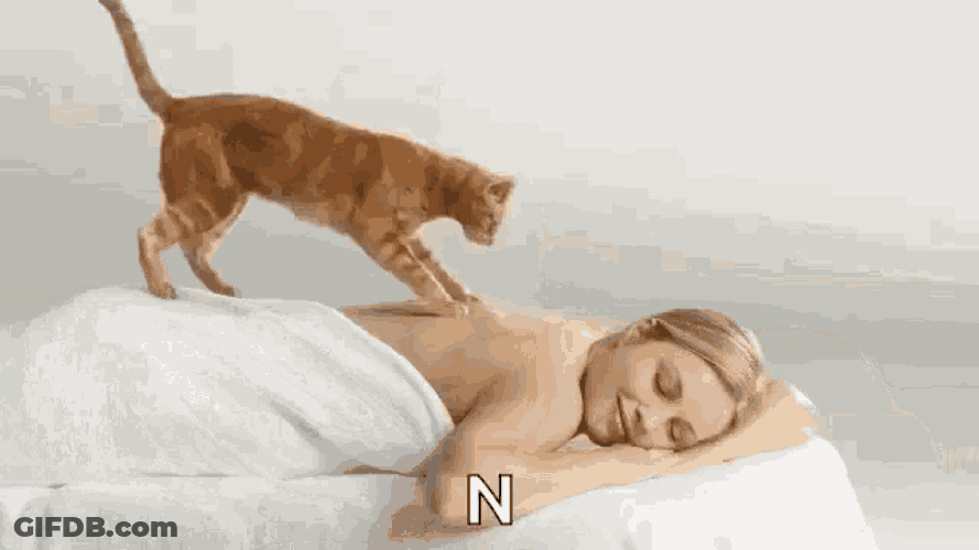 Massage Cat GIF
