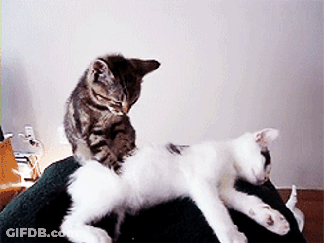 Massage Cute Cats GIF