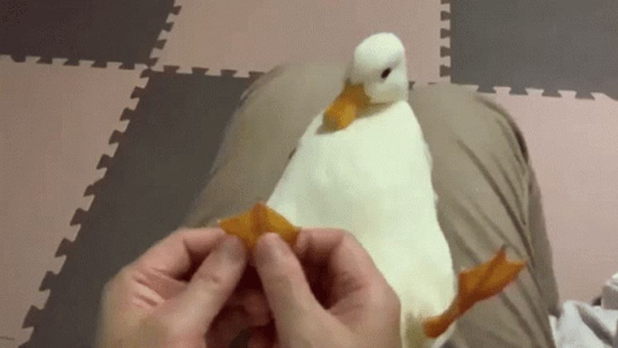 Massage Foot Rub Duck GIF