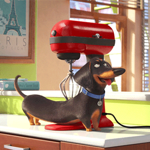 Massage Secret Life Of Pets GIF