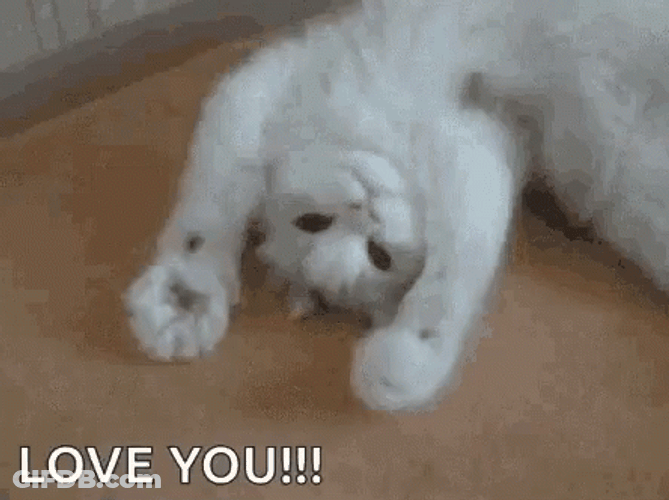 Massaging Cat Love Ya GIF