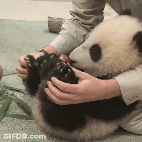 Massaging Panda Feet Hurt GIF