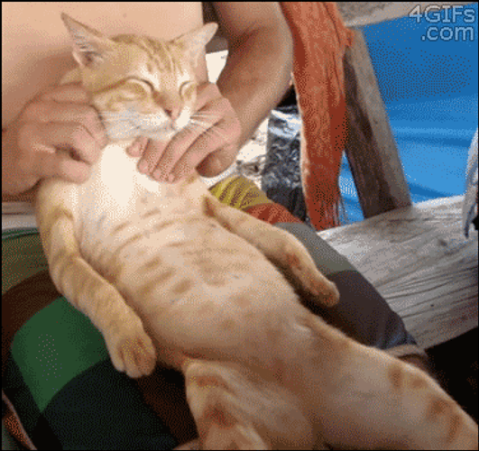 Massaging The Boss Cat Meme GIF