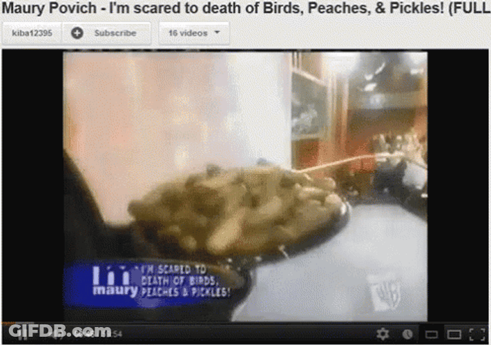 Maury GIF