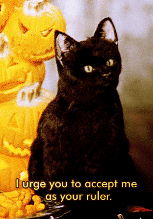 Maxwell Cat Meme Accept Me As Ruler GIF