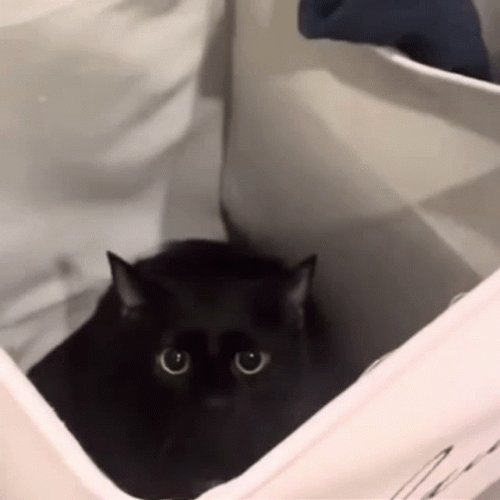 Maxwell Cat Meme Box Jump Scare GIF